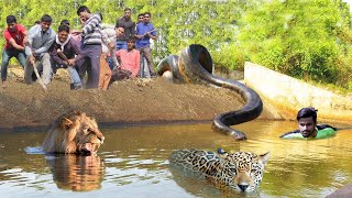 Python Too Aggressive! Big Cat Don&#39;t Escape From Anaconda - Maasai Aborigines Hunt And Kill Big Cat