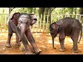 Cutest baby elephants you will ever see