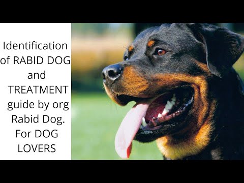 rabid-dog-symptoms-and-its-stages-.for-all-who-feed-animals