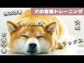 犬も音楽でリラックス｜犬が寝るように設計されているBGM【病気の治療効果あり】