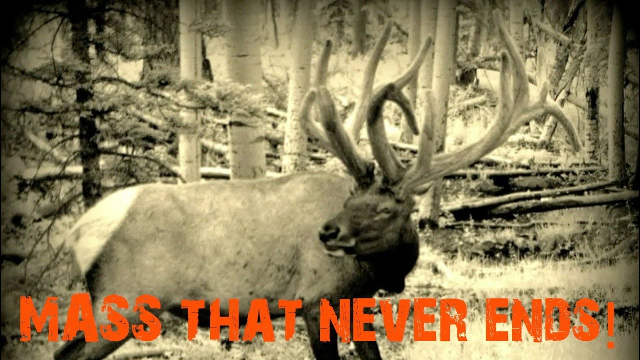 MASS That NEVER ENDS The TITUS Bull TU Tuesday Episode 86 YouTube mass-that-never-ends-the-titus-bull-tu-tuesday-episode-86-youtube