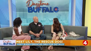 Daytime Buffalo: Meet Lily, the rescue dog from Buddy's Second Chance Rescue!