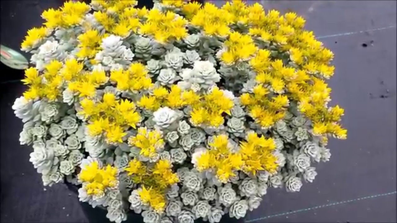 Best Perennials for Sun - Sedum 'Harvest Moon' (Stonecrop)