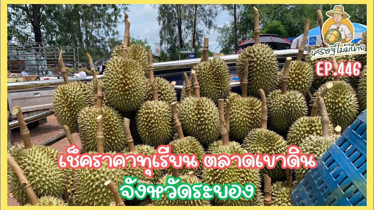 เช็คราคาทุเรียน ตลาดเขาดิน จังหวัดระยอง/เศรษ ฐีไม่มีนาย EP.446