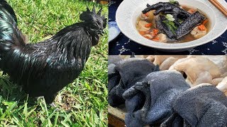 Kadaknath # aamaripatty# channel is created specially for females.most
of the women in world spend their time family.they are all always
organi...