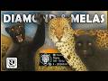 CRAZY PREDATOR HUNT in Intisuyu Leads to DIAMOND &amp; MELA JAGUARS!  (Early Access)