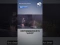 Texas deputy screams as "dead" deer comes back to life