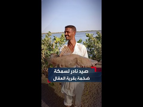 صياد سوداني يظفر بصيد نادر لسمكة ضخمة بقرية العقال ريفي مدينة دنقلا بالولاية الشمالية
