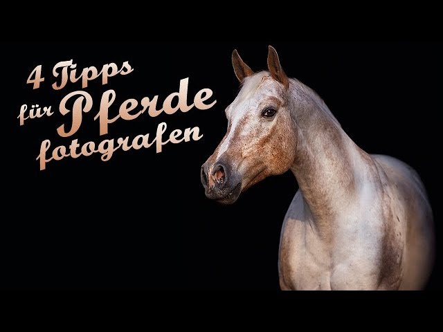 Pferde Vor Schwarzem Hintergrund Fotografieren 4 Tipps Pferdefotografie Mit Wiebke Youtube