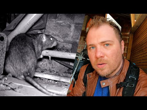 3 rats piégés en 24h dans un poulailler : le résultat filmé