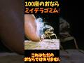 【ゆっくり解説】100度のおならミイデラゴミムシ