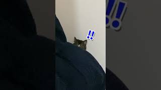 🐈寝室でイタズラしていたのがバレた時の猫 #shorts