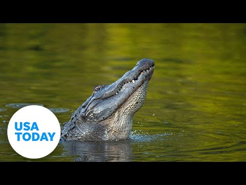 Triathlon athlete narrowly escapes death, alligator attack | USA TODAY