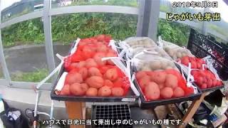 2019090802じゃがいも播種#078