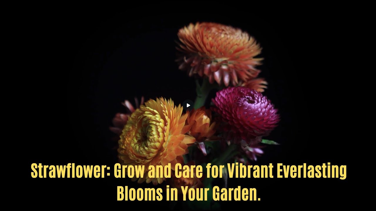 How to Grow and Care for Strawflowers