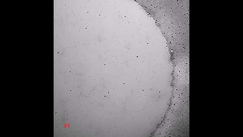 Radiation damage in single-particle cryo-electron microscopy: effects of dose and dose rate