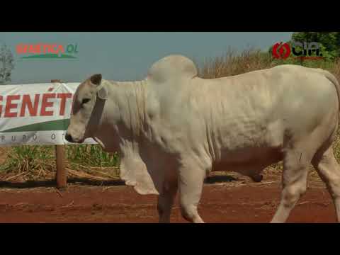 Lote 5 V9136315 - Bateria 1 -  Leilão de Touros Genética OL - 2017