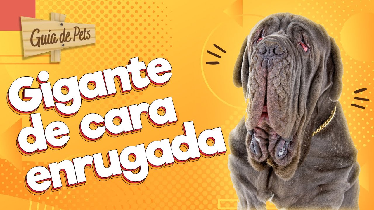 Mastim Napolitano: Um dos maiores e mais antigos cachorros da história! | Guia de Pets