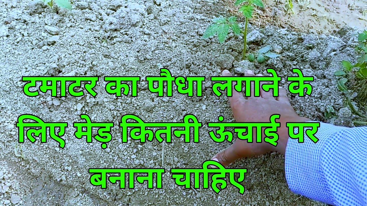 Tamatar Ka Paudha Lagane Ke Liye Mad Kitni Unchai Per Banana Chahie