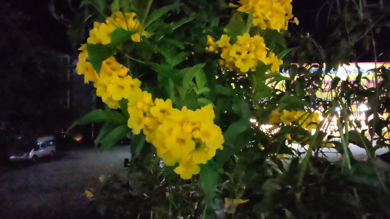 Вьетнам, о. Фукуок. Массаж, супер!!! 