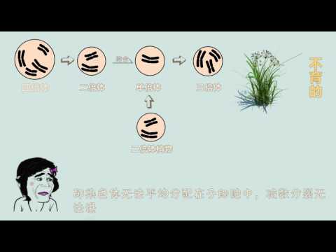 【生物】同地物种形成：多倍体