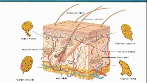 Skin Sensor of Mechanical Stimuli | Animal Form & Function 1 (Theory) | ZOO516T_Topic081