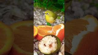 Senegal White-Eye | Softbills | Birds