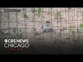 Montrose Beach piping plovers expecting chicks