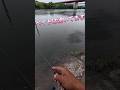2026.6.14ベイトは湧きまくってます!宇治川ブラックバス釣り! #fishing #釣り #bassfishing