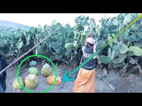 Ustaz Sa Ad Aliyyii Shookaa Qoree Mishiriraa Kana Harargen Tinidhaa 5 May 2022