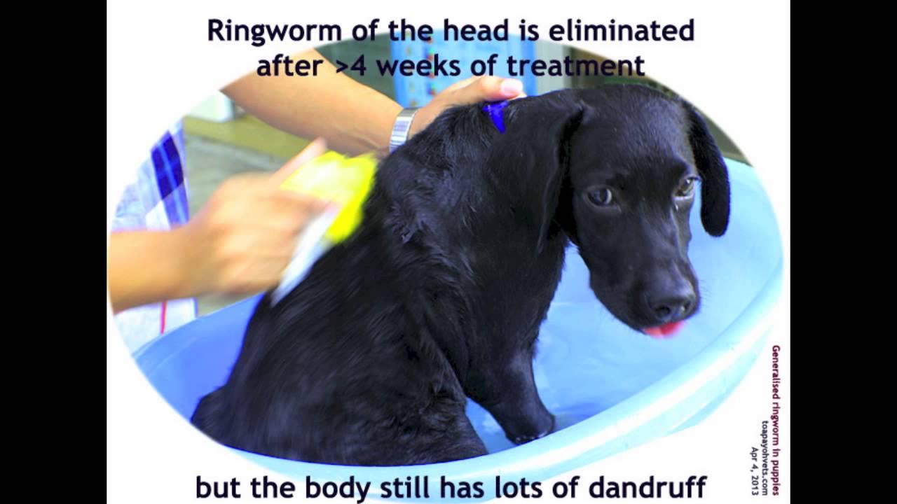 Generalised ringworm in a puppy YouTube