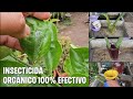 Como hacer poderoso insecticida fungicida y acaricida orgnico de aloe