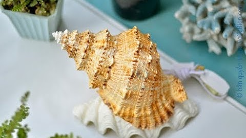 Intro "Chiếc đèn ngủ bằng ốc tù và gai ĐN41” | MỸ NGHỆ ỐC BIỂN