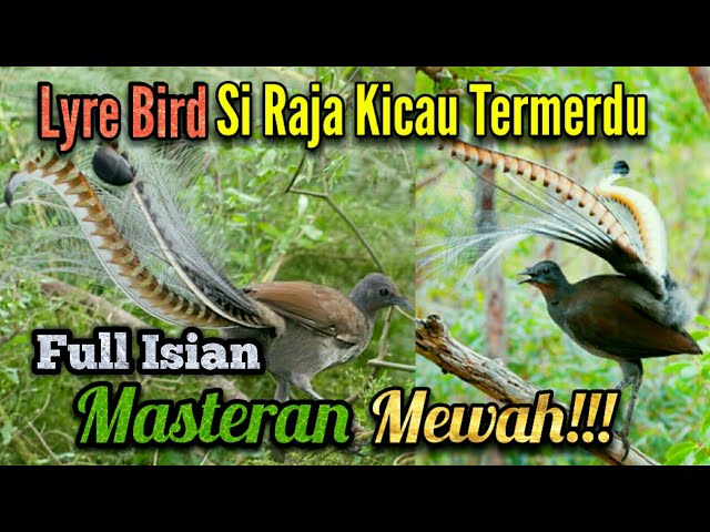 lyrebird, SUARA KICAU TERMERDU DI DUNIA, cocok buat masteran semua jenis burung mewah class=