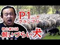 【ベスト10】初心者には飼いづらい犬【P1グランプリ】