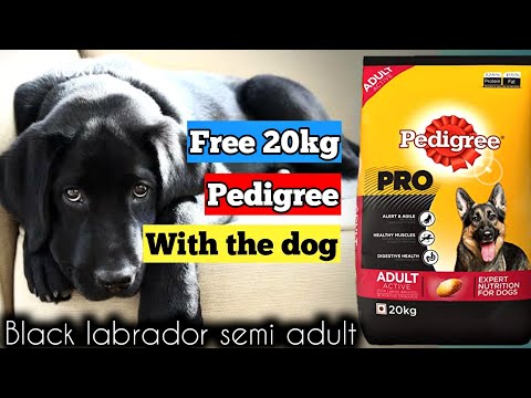 pedigree working dog 20kg