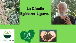 La Cipolla Egiziana...