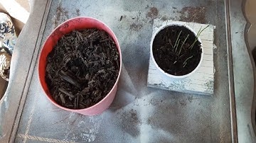 Growing Cat grass and Catnip part 2