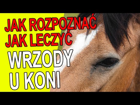 Wideo: Wrzody Rogówki U Koni