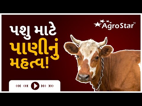 પશુ માટે પાણી નું મહત્વ || AgroStar Cattle Advisory || Dr.Suman Trivedi || Water Management - પશુ માટે પાણી નું મહત્વ || AgroStar Cattle Advisory || Dr.Suman Trivedi || Water Management