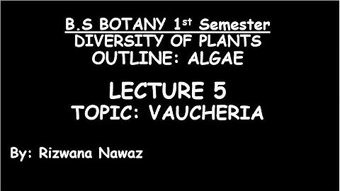 Vaucheria by Rizwana Nawaz