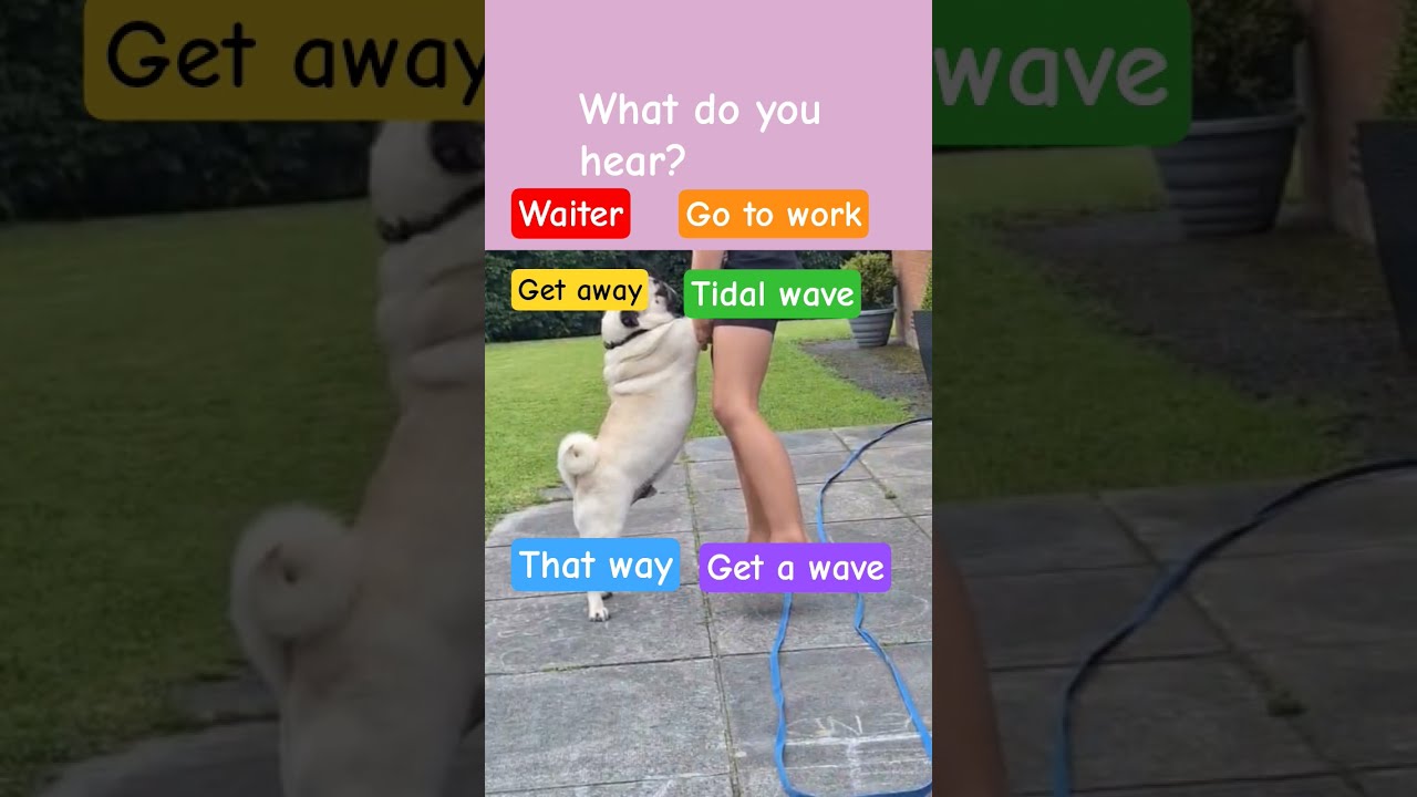 Its Cool How You Hear Multiple Of Stuff At Once Fy Fyp Viral Meme Dog Pug Funny Sub Like