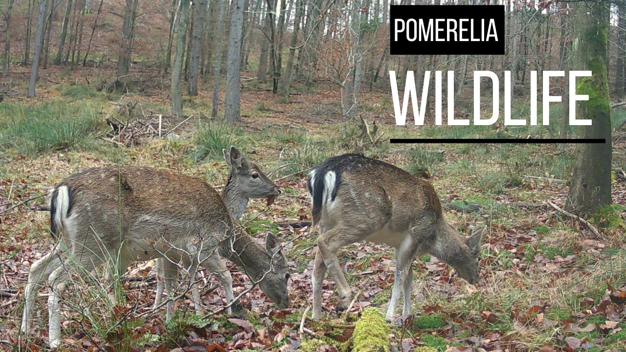 Spokojne popołudnie na leśnej polance - daniele jedzą obiad.