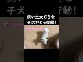 飼い主が大好きでずっと後をついてくる子犬の柴犬が可愛すぎた😇#shorts