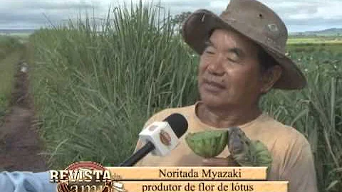 Como é a raiz da flor de lótus?