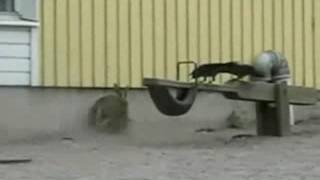 Celebrity Crow Snatching Baby Rabbits Wealth