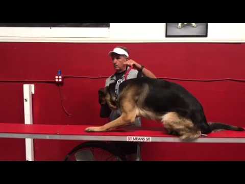 dog-and-people-aggressive-german-shepherd