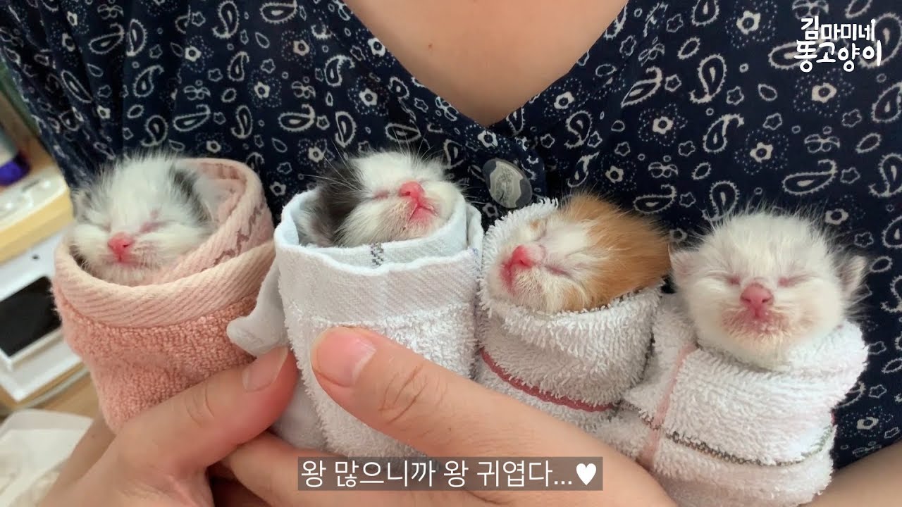 [ENG]죽은 엄마 곁에 남겨져 있던 일곱마리의 꼬물이들 Rescue 7 baby kittens