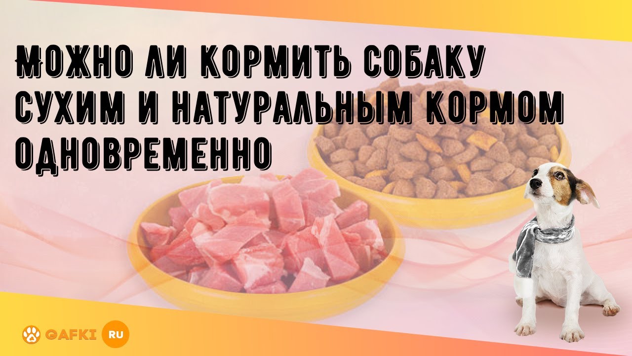 Можно ли кормить собаку другим кормом