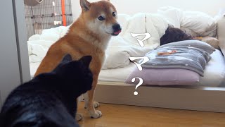 Mom's favorite Shiba Inu wakes up in the morning in a professional manner.